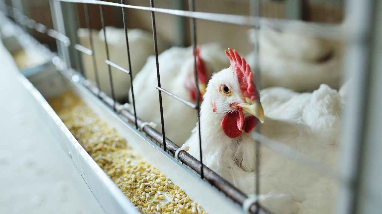 L'Ue raccomanda di non usare gabbie per polli e galline