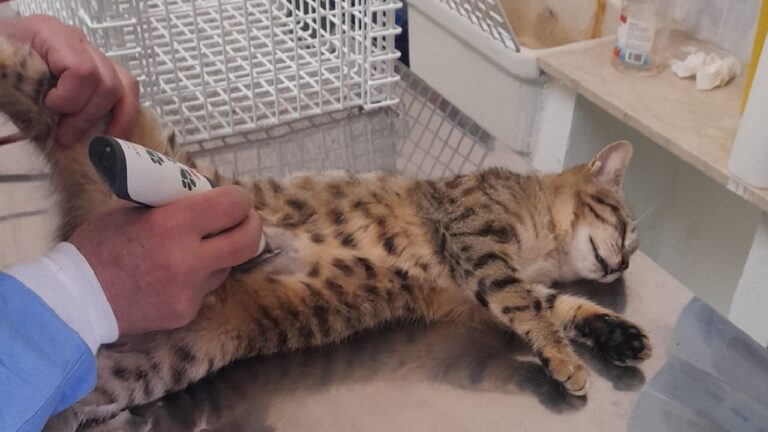 sterilizzazione gatti 2023