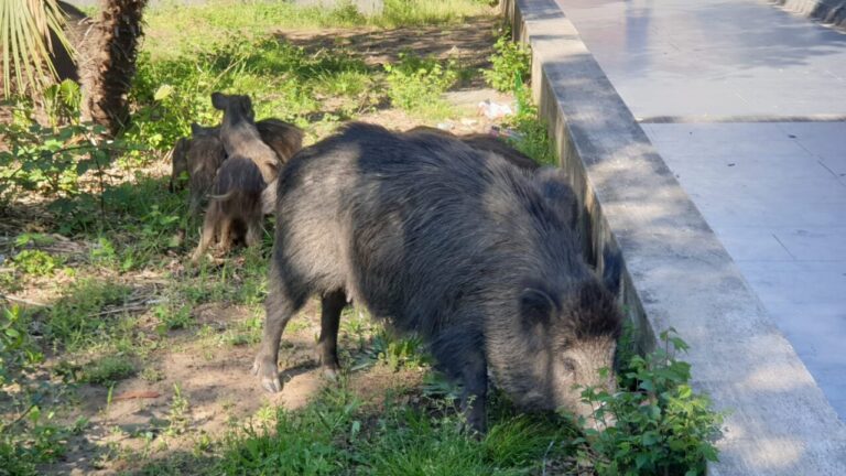 Roma: Giannini (Lega), cinghiali vicino stazione metro Valle Aurelia, città sporca peggio di prima - foto