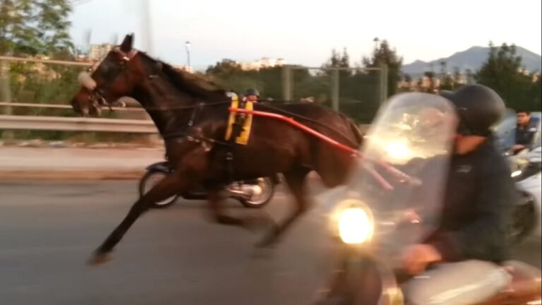 palermo-corsa-clandestina-di-cavalli