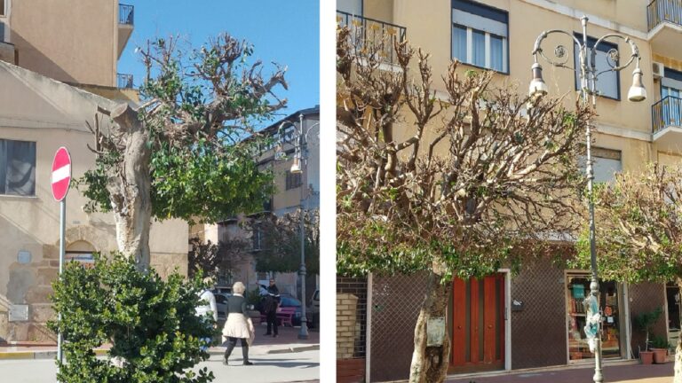potature in centro 2023