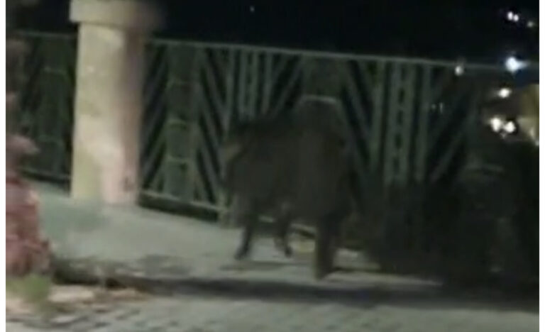 Cinghiale alle Terme solitario