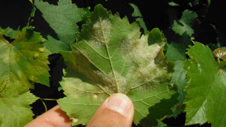peronospora