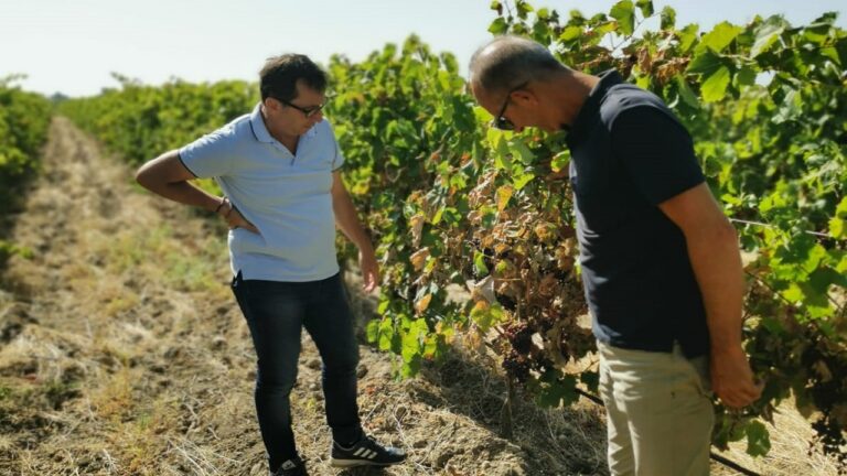 vigneti danneggiati da caldo 2023