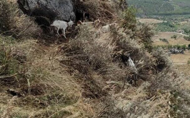 Vigili del fuoco salvano capre cadute in un dirupo