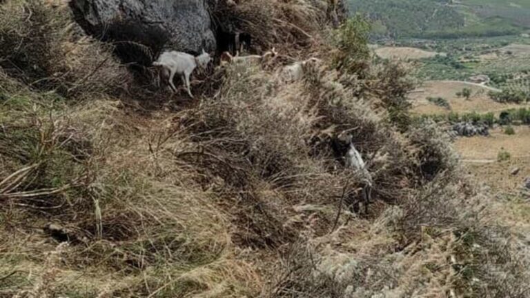 Capre salvate dai Vigili del Fuoco a Caltabellotta 4