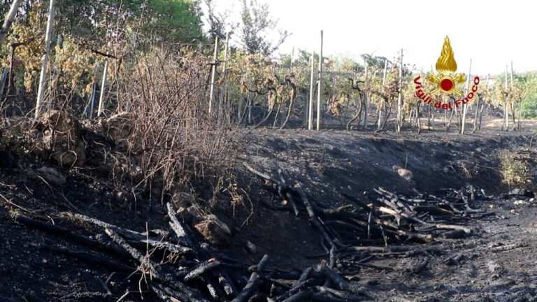 incendio vigneto