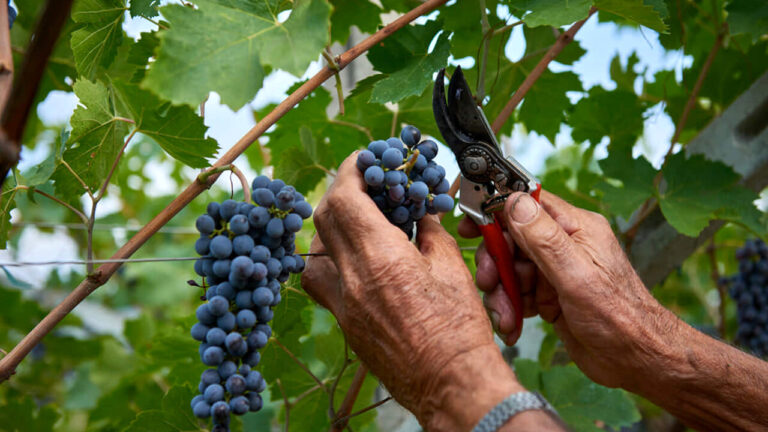 vendemmia uva vino-2