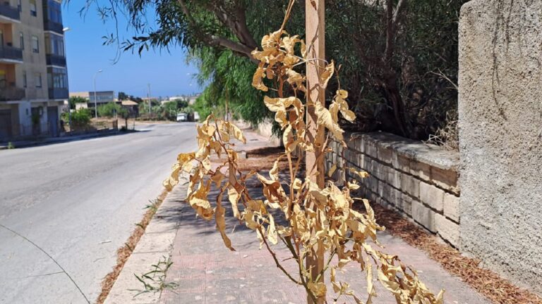viale sciascia piante secche 2023