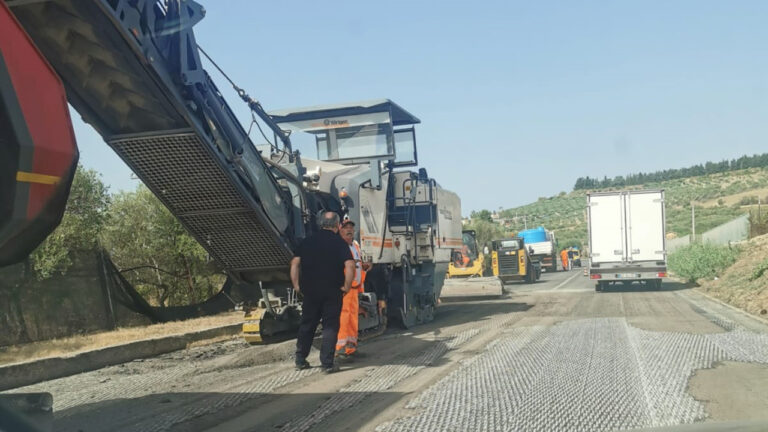 Anasa scarificatura 4
