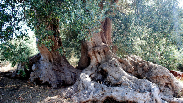 Ulivo secolare