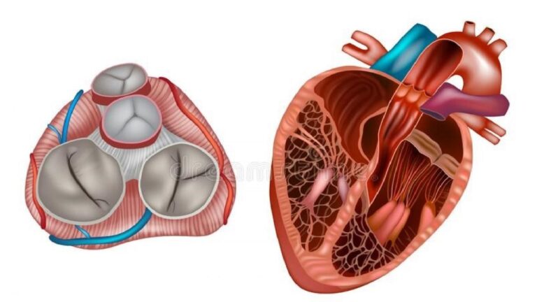 anatomia-delle-valvole-cardiache-valvulopatie-cuore