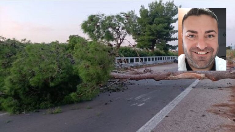 albero-caduto morto 2023 A20