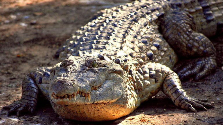 coccodrillo