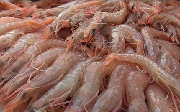 A Licata il Festival del Gambero Rosso