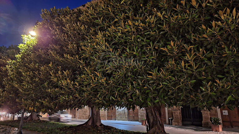 Ficus piazza Scandaliato