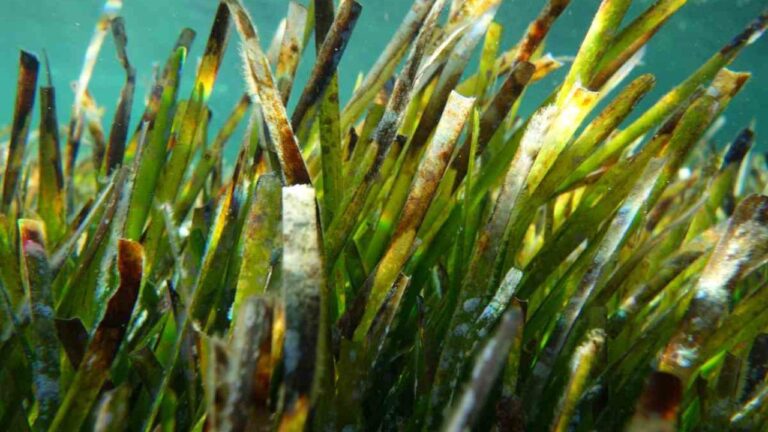 Posidonia-la-pianta-marina-che-non-devi-toccare-mai-1280x720