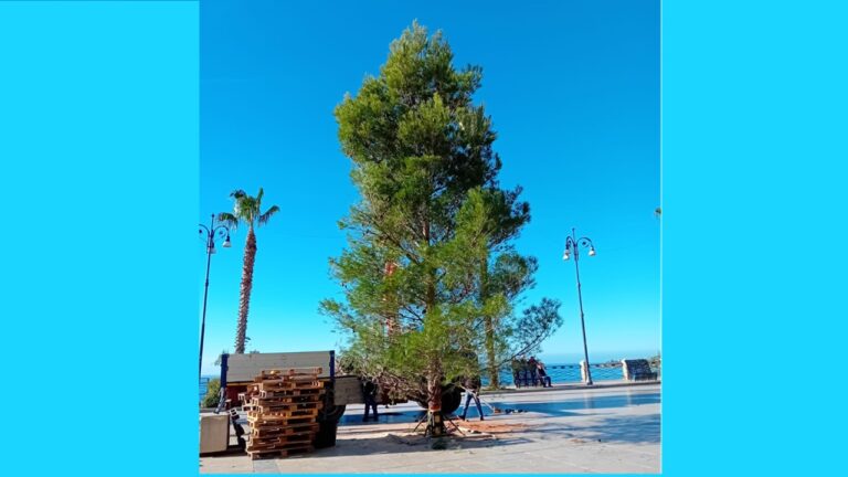 albero piazza scandasliato 2023