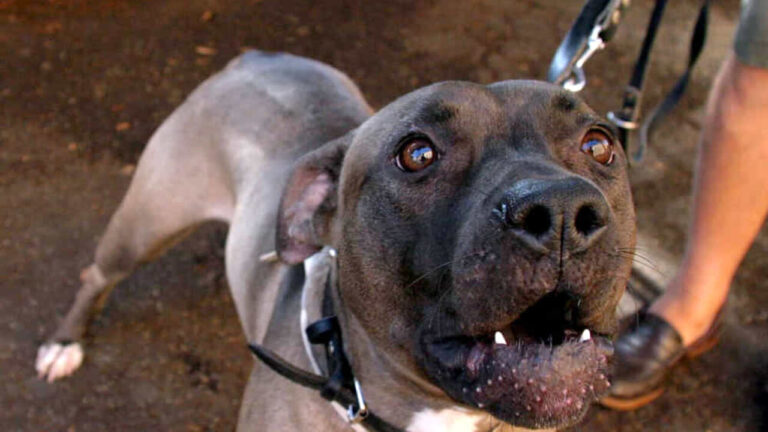 pitbull-2-5