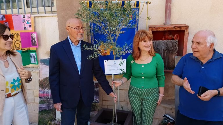 albero ulivo inveges 2024