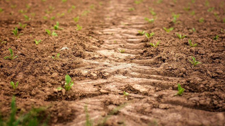 siccità agricoltura
