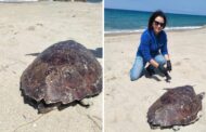 Ritrovata una carcassa di tartaruga marina in stato di decomposizione