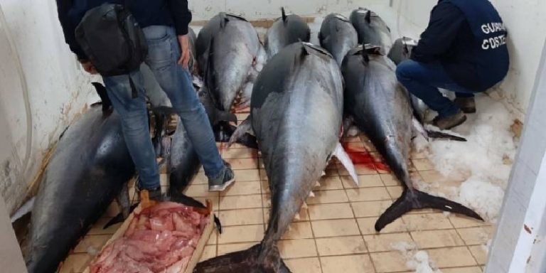 tonno rosso sequestro 2024