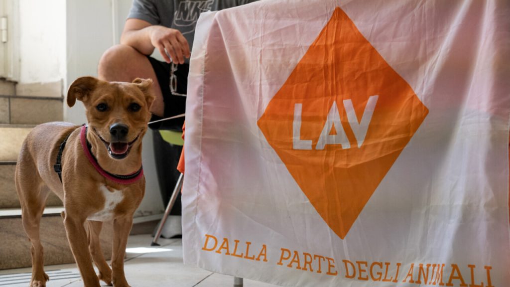 Lav microchippatura cani