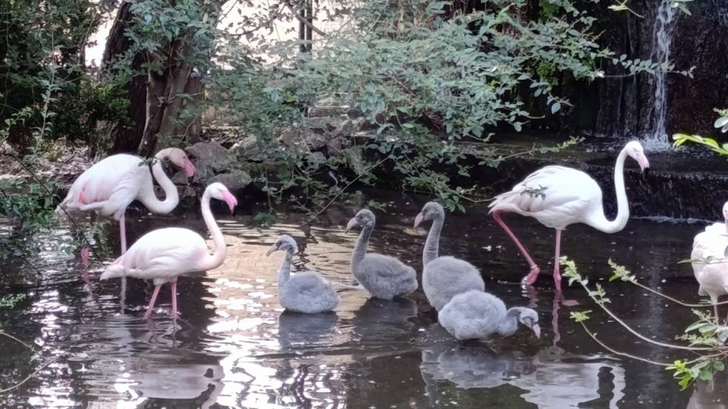 fenicotteri 2 palazzo d'orleans