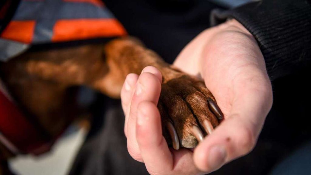Pet theraphy dell'ospedale Fatebenefratelli di Milano