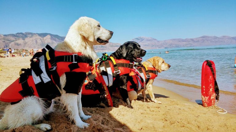 cani-bagnini-sicilia