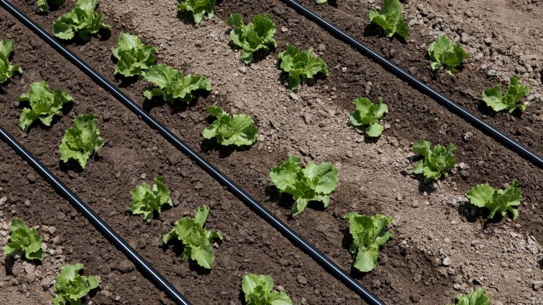 irrigazione verdure