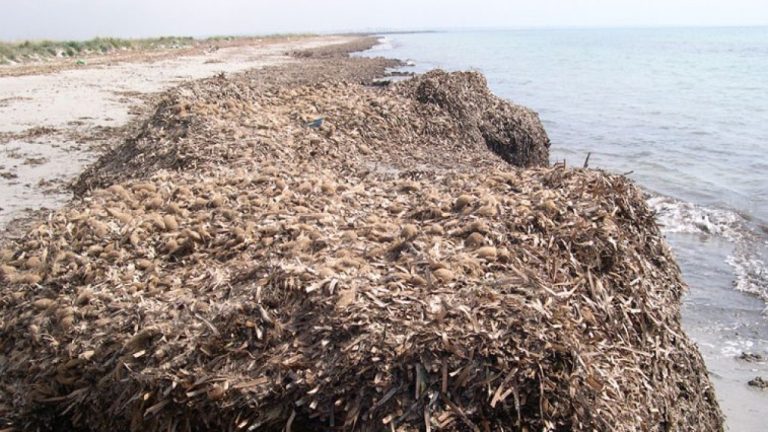 posidonia spiaggia