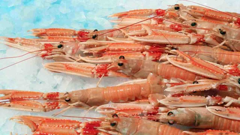 scampi