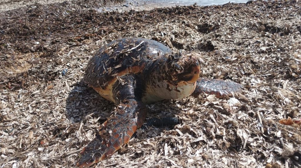 tartaruga caretta in mezzo ad alghe 2024