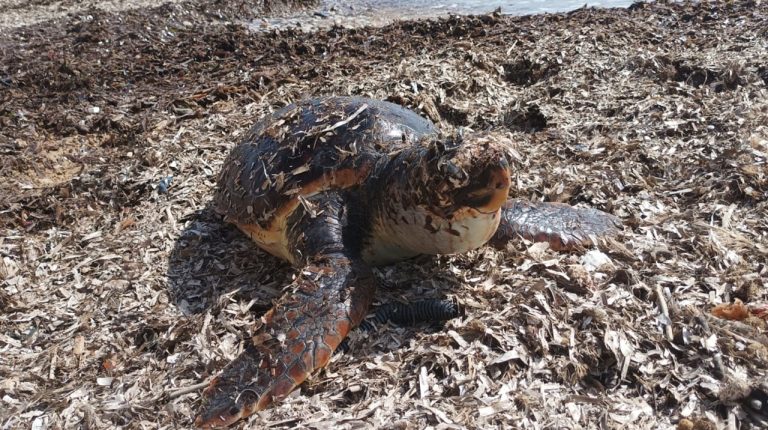 tartaruga caretta in mezzo ad alghe 2024