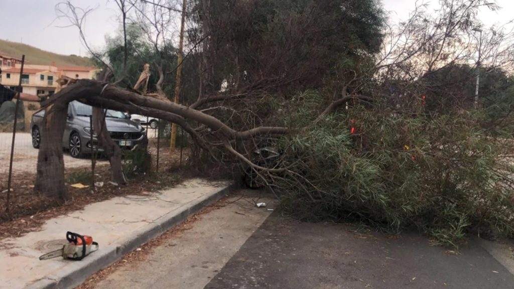 san leone albero strada 2024