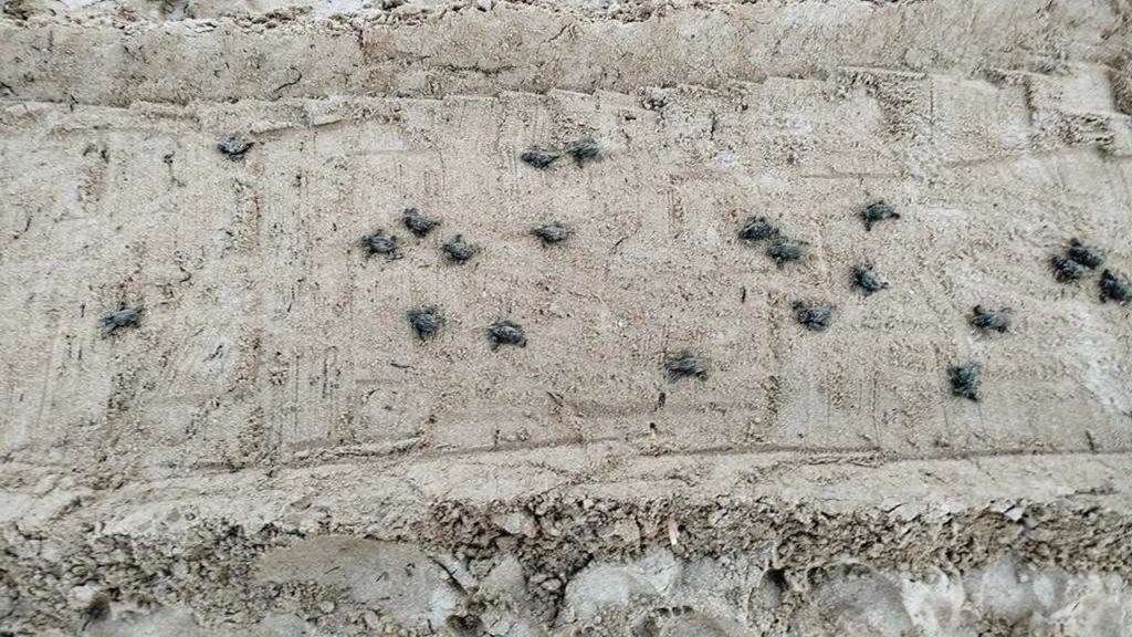 tartarughe schiusa home