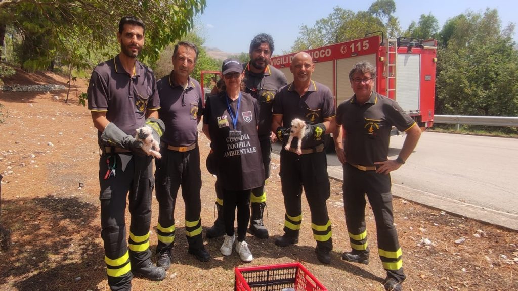vigili boschiva cuccioli 2024