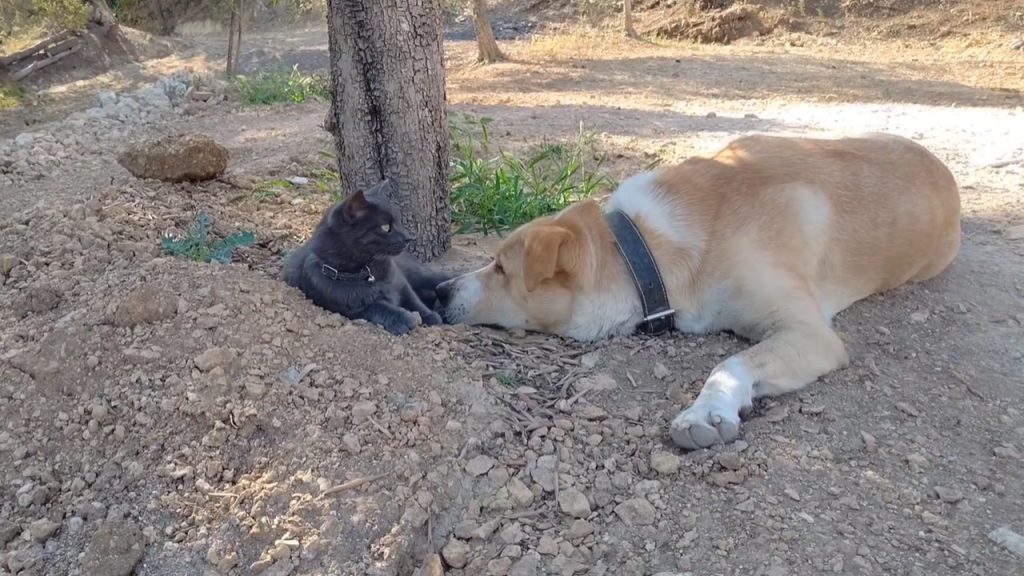 cane ucciso racalmuto 2024