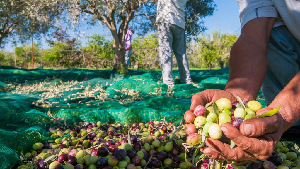 raccolta-delle-olive_170528394