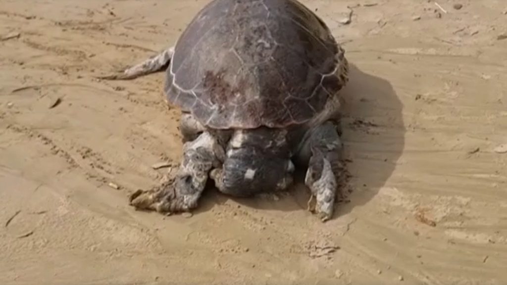 tartaruga morta 2024