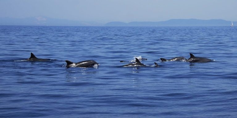 cetacei 1280 x 720