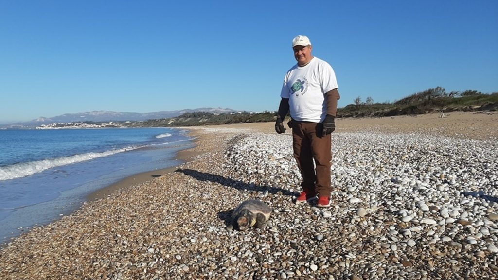 tartaruga spiaggiata ribera 2024