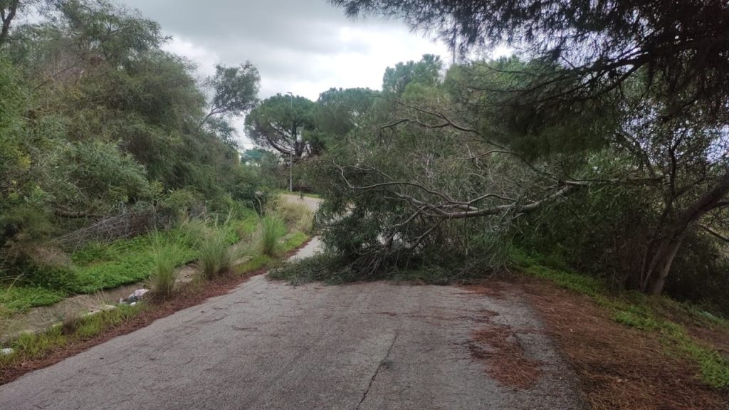 via marco polo alberi divelti 2024