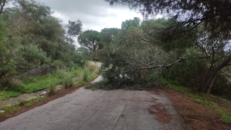 via marco polo alberi divelti 2024