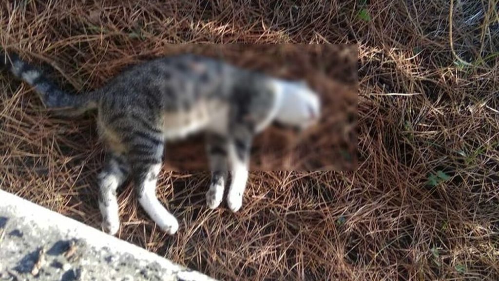 gatto morto