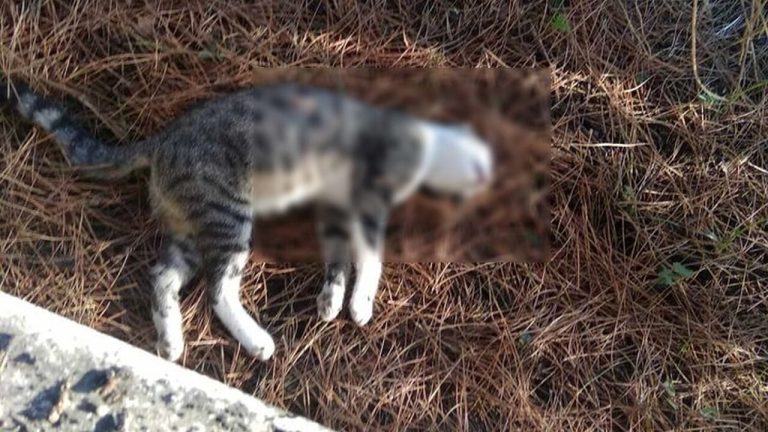 gatto morto