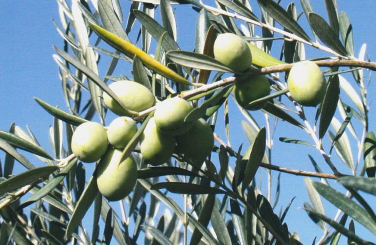 Biancolilla-albero_web-1024x668