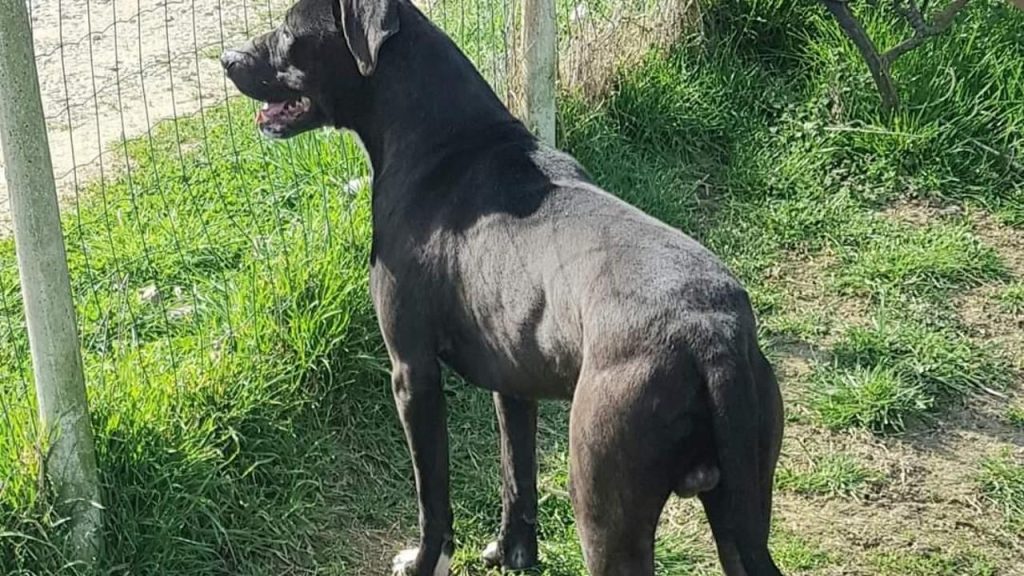 cane corso